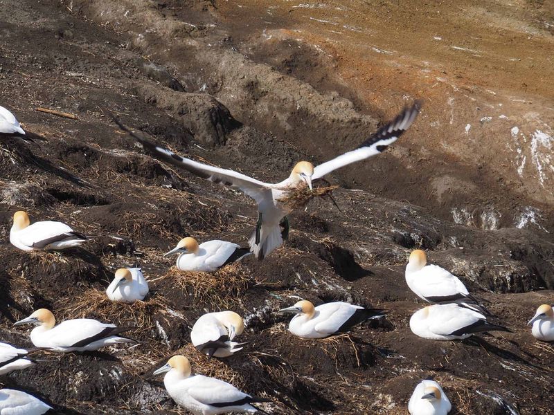 Gannet In Flight 12