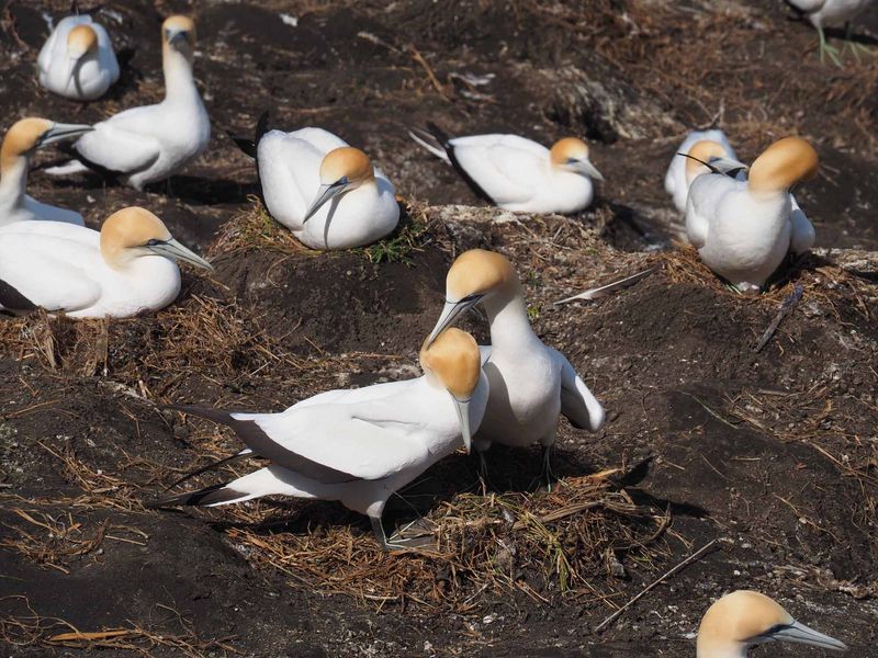 Gannets Courting 4