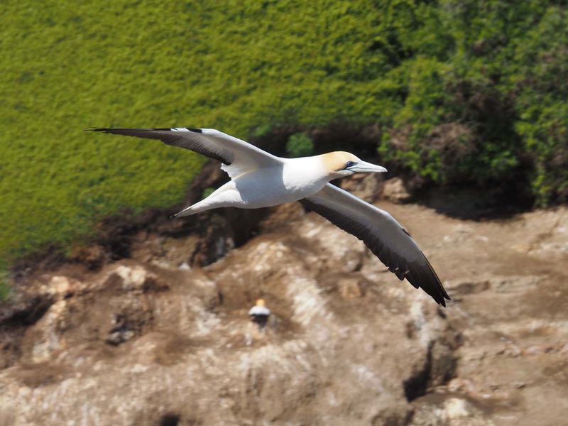 Gannet In Flight 13