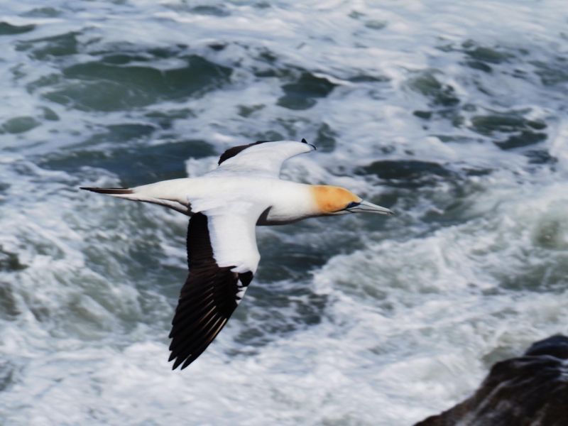Gannet In Flight 14