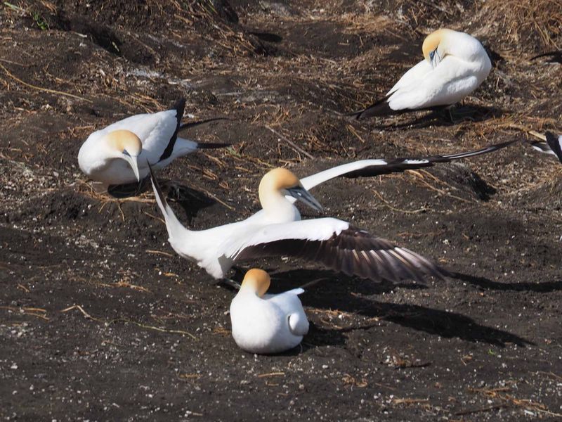 Gannet Landing 1