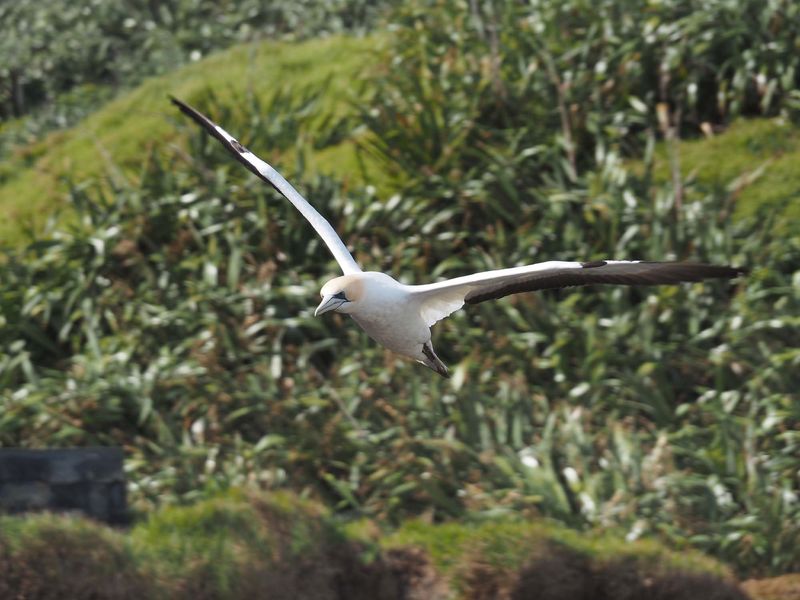 Gannet In Flight 22