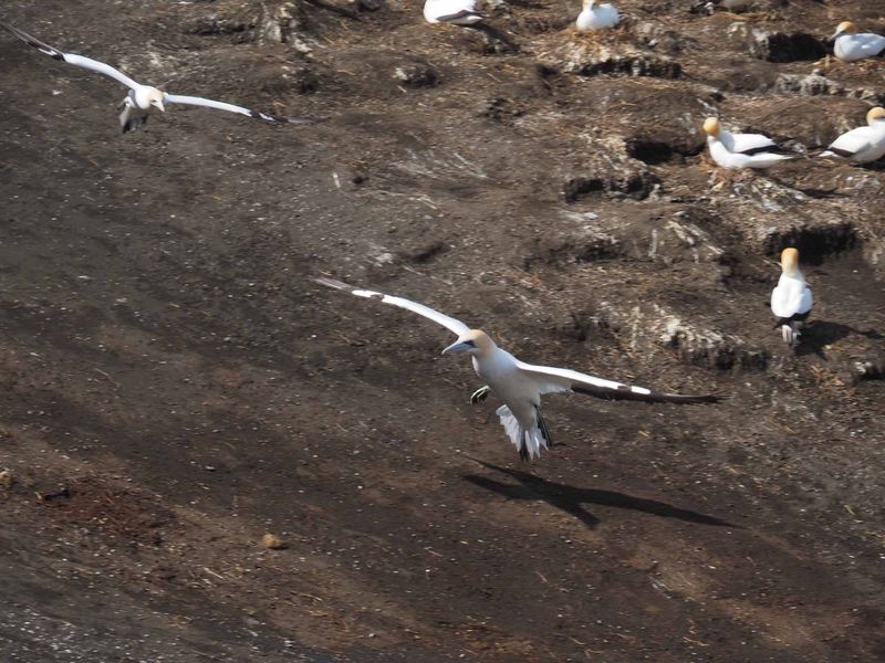 Gannet Landing 4
