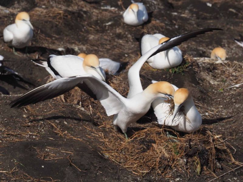 Gannet Landing 5
