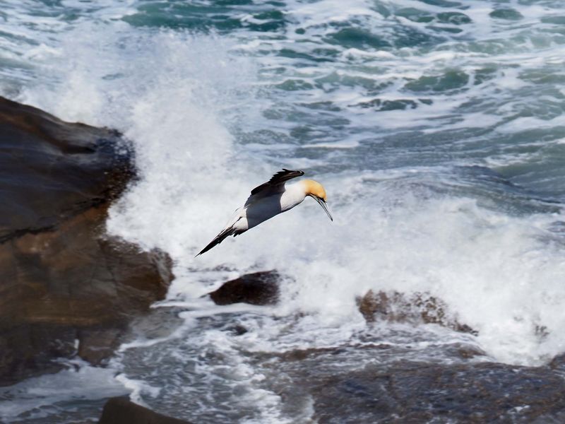 Gannet In Flight 28