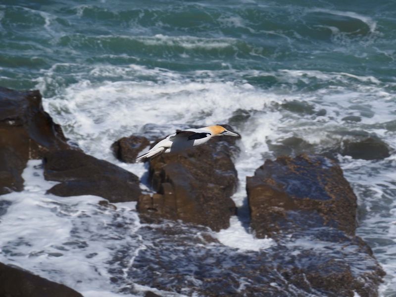 Gannet In Flight 34