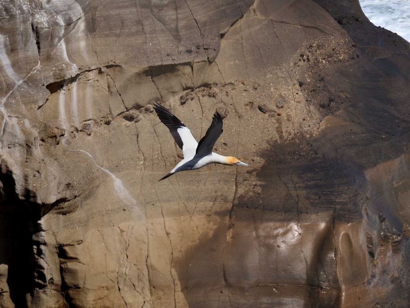 Gannet In Flight 35