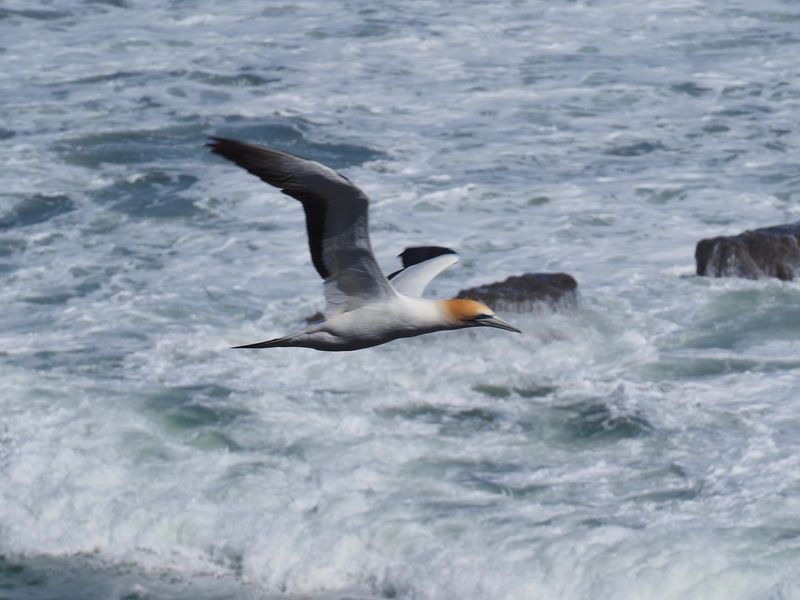 Gannet In Flight 36