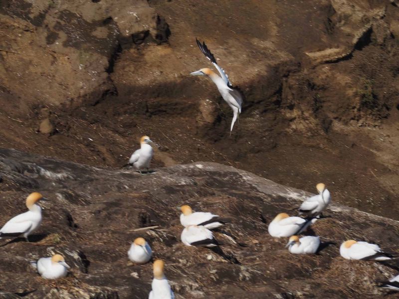 Gannet Landing 6