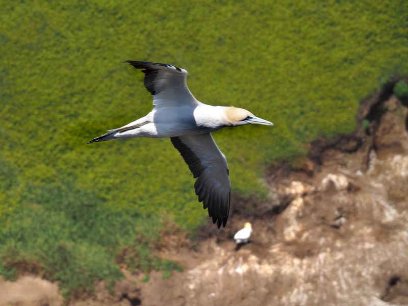 Gannet In Flight 37