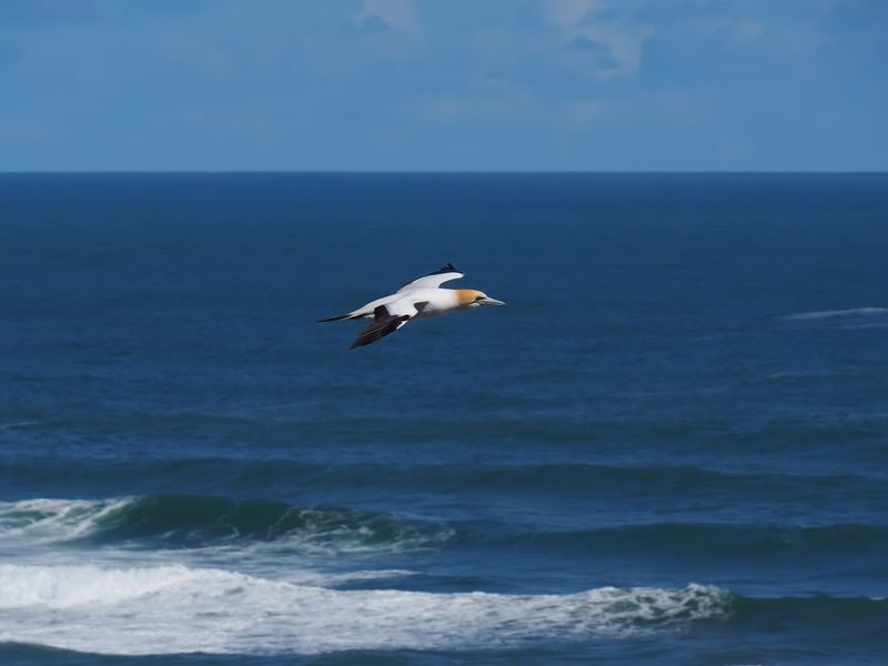 Gannet In Flight 38