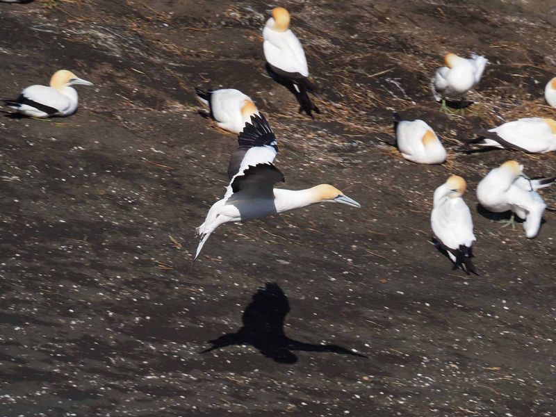Gannet Landing 7