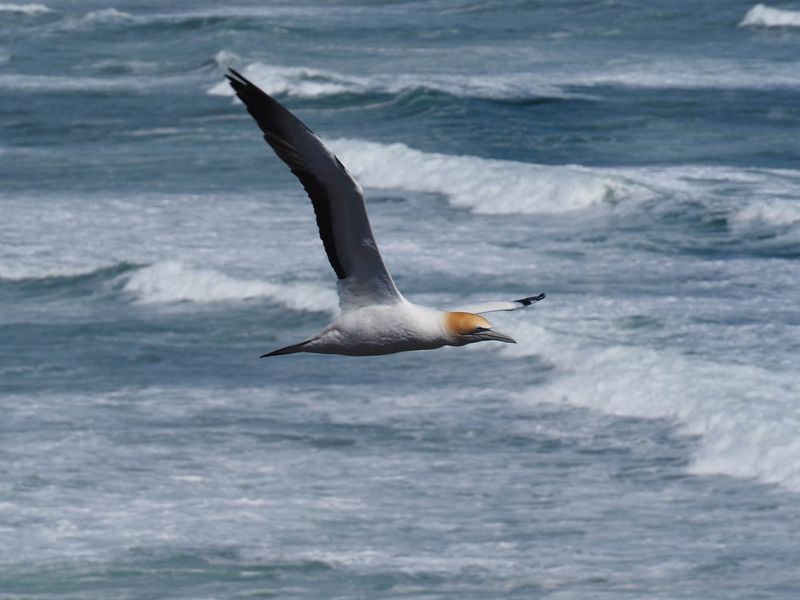 Gannet In Flight 40