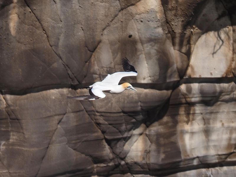 Gannet In Flight 41