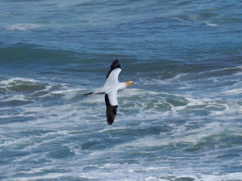 Gannet In Flight 44