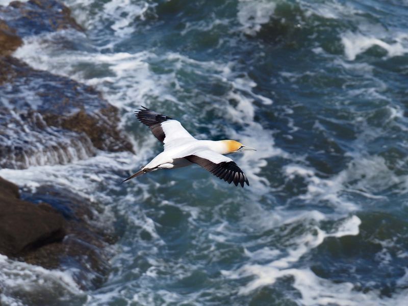 Gannet In Flight 48