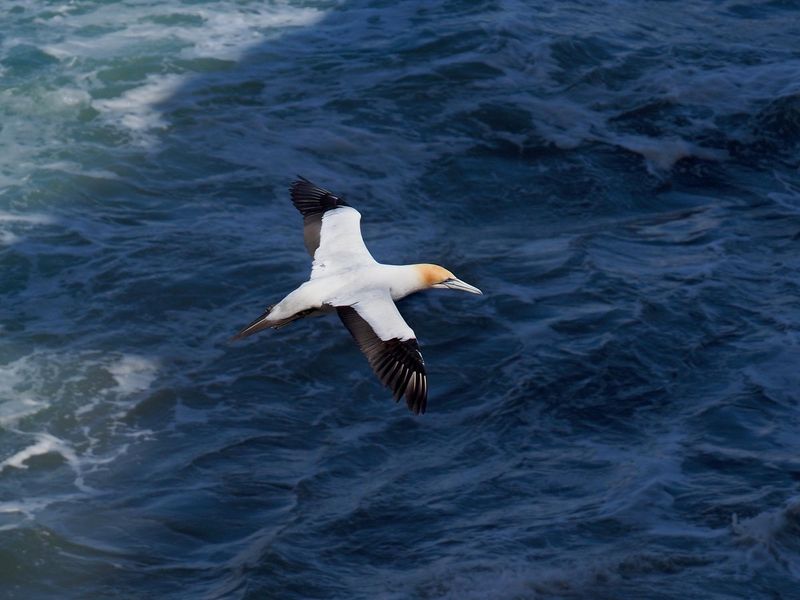 Gannet In Flight 50