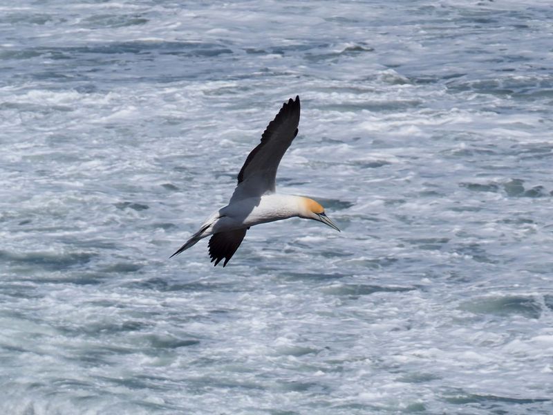 Gannet In Flight 51