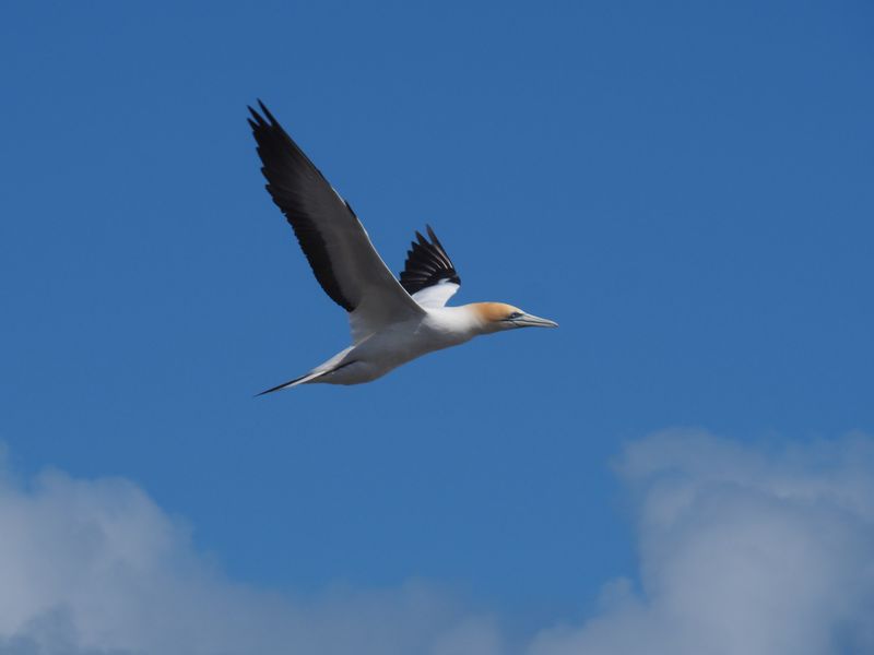Gannet In Flight 55