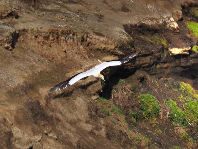 Gannet In Flight 56