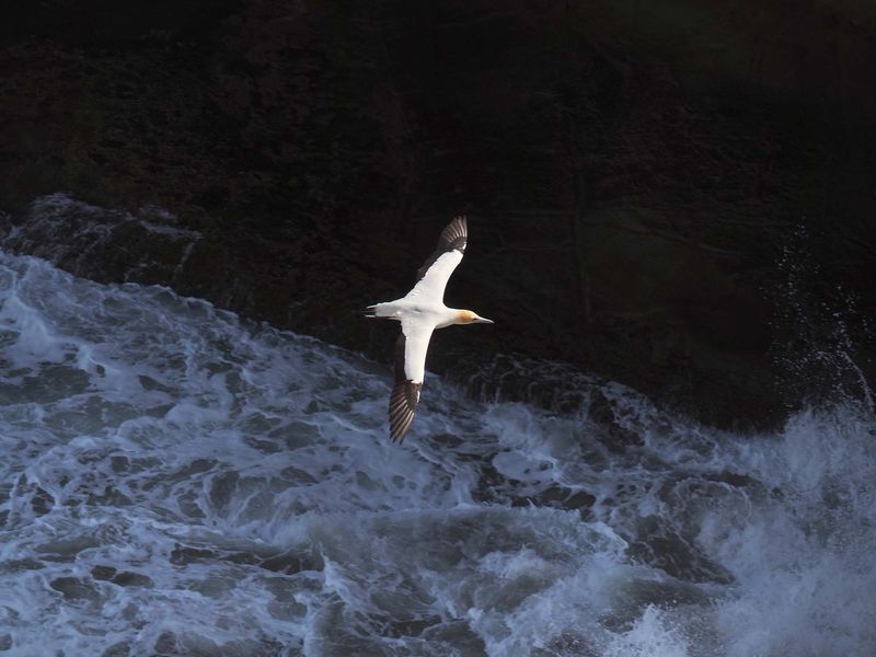 Gannet In Flight 57