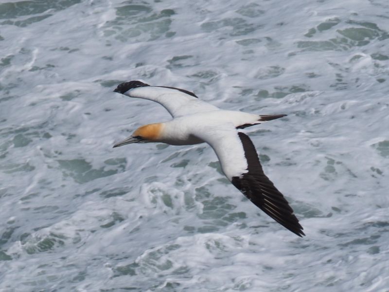 Gannet In Flight 58