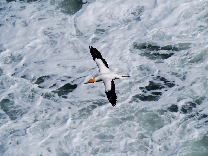 Gannet In Flight 59