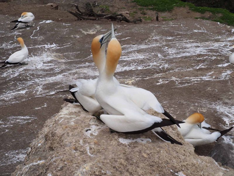 Gannets Courting 1