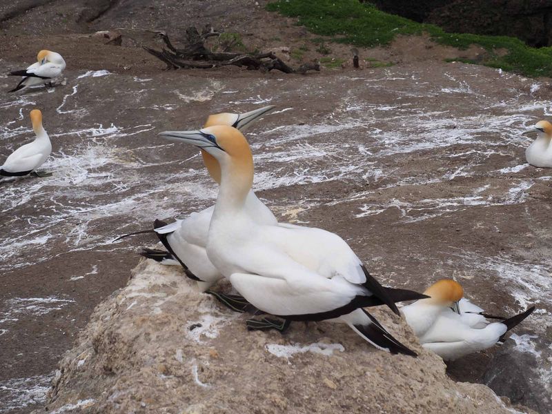 Gannets Courting 2