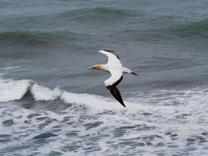 Gannet In Flight 70