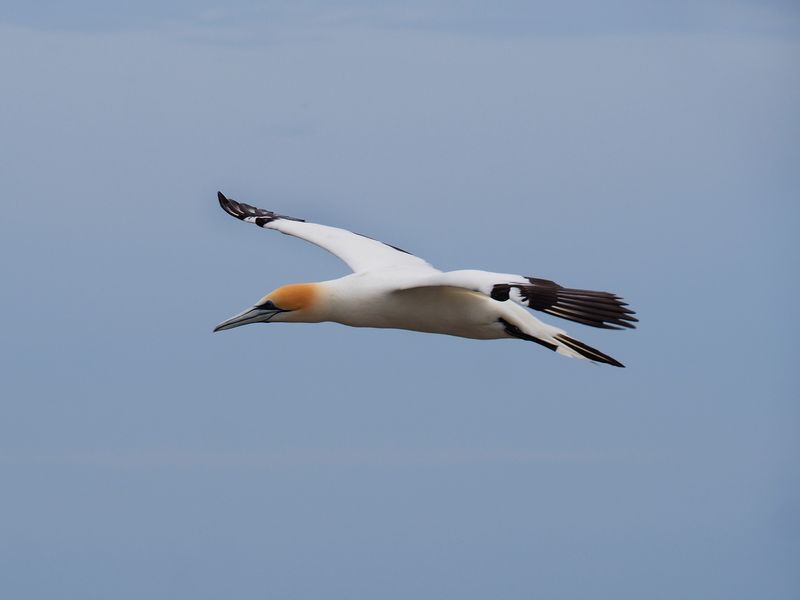 Gannet In Flight 77
