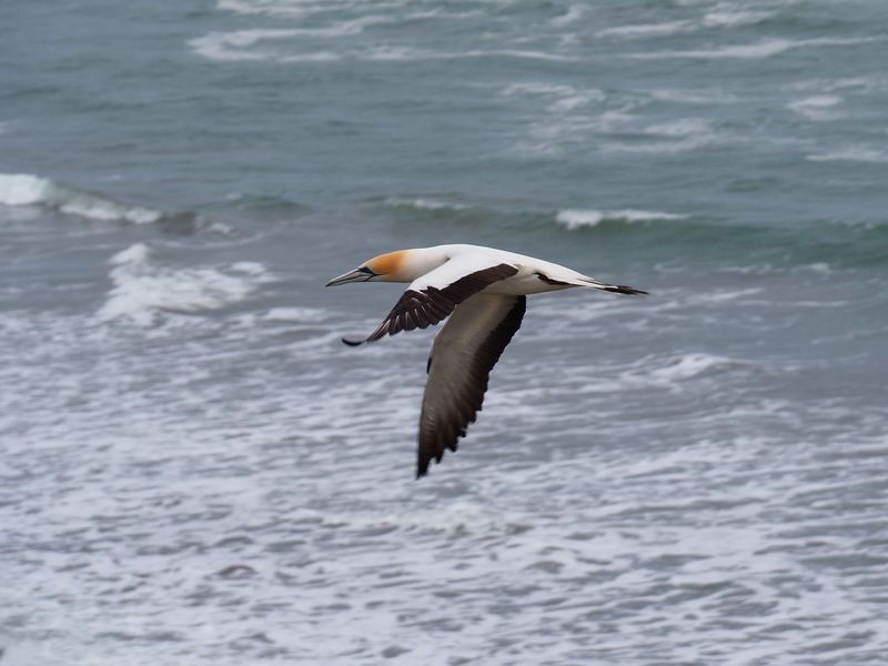 Gannet In Flight 78
