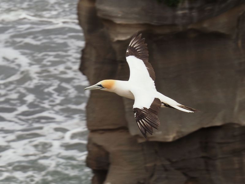 Gannet In Flight 79