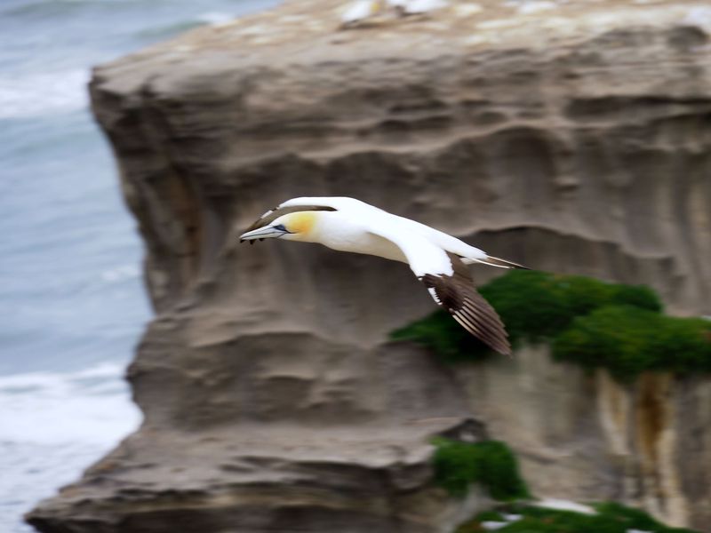 Gannet In Flight 80