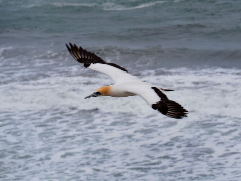 Gannet In Flight 84
