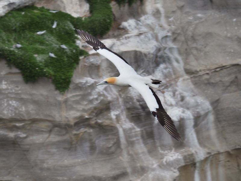 Gannet In Flight 85