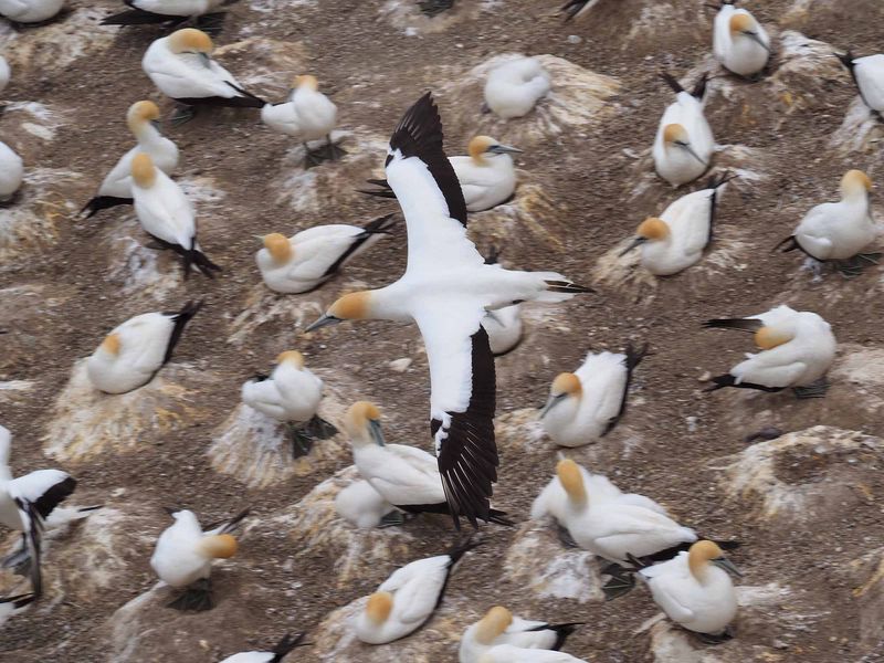 Gannet In Flight 87