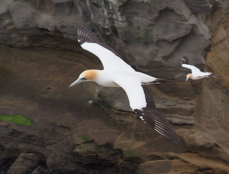 Gannet In Flight 89