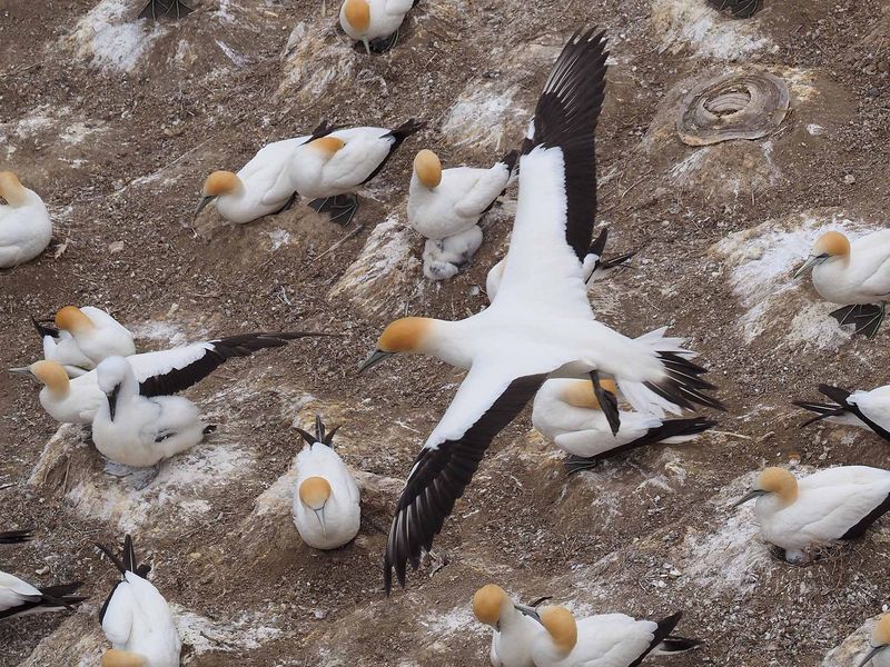Gannet In Flight 93