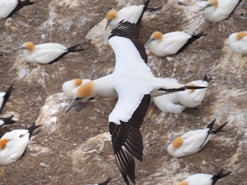 Gannet In Flight 94