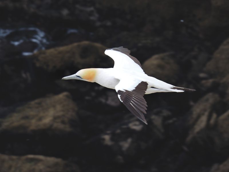 Gannet In Flight 98