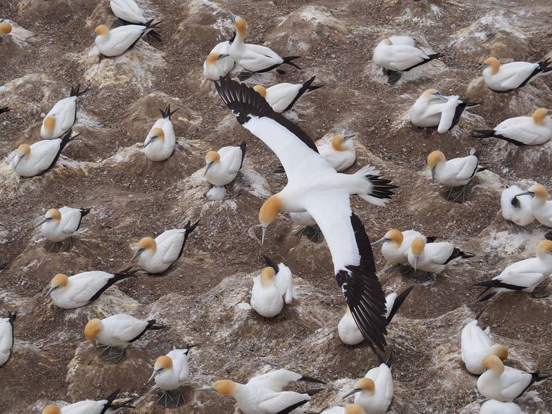 Gannet In Flight 99