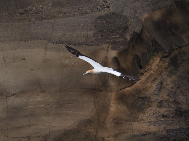 Gannet In Flight 63
