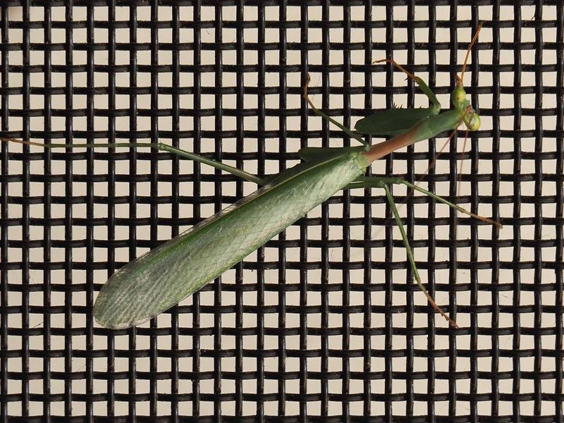Praying Mantis