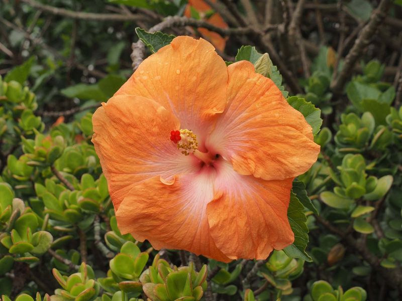 Hibiscus