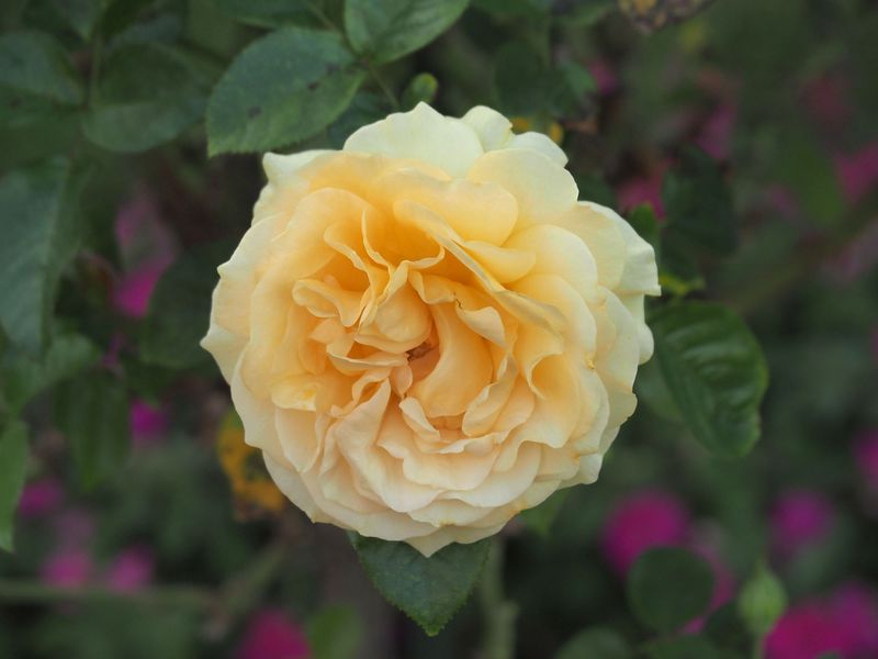 Yellow Rose
