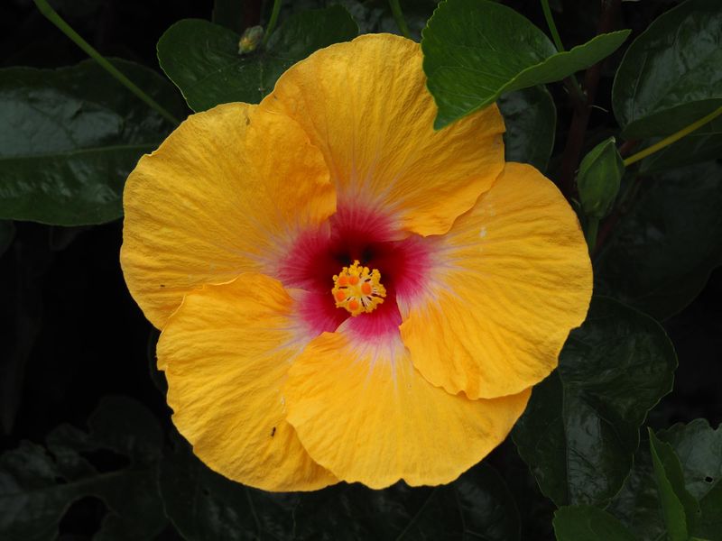 Neighbours Hibiscus