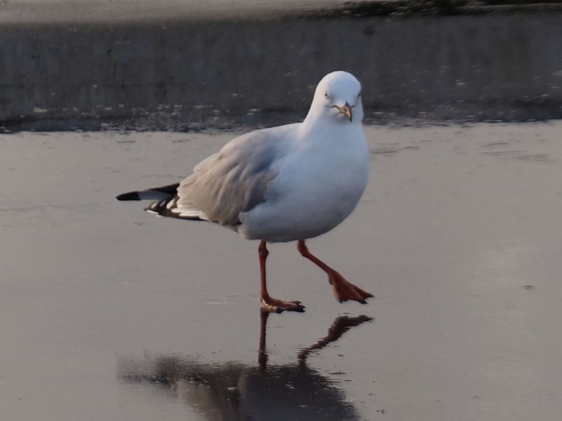 Gull 1