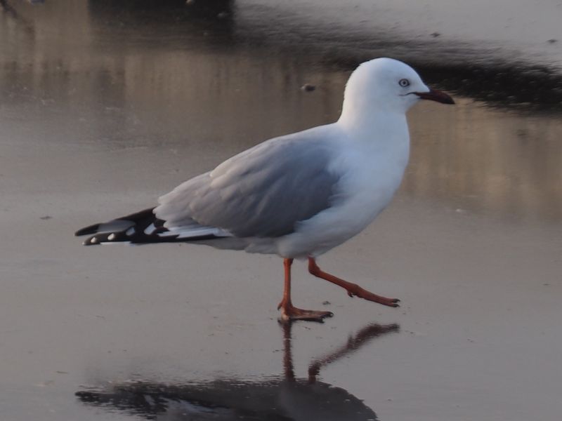 Gull 2