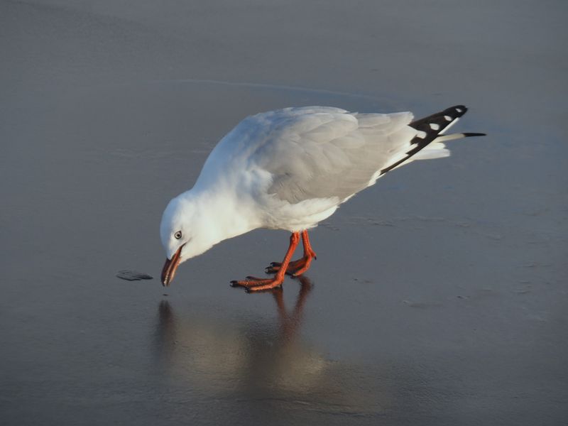 Gull 4